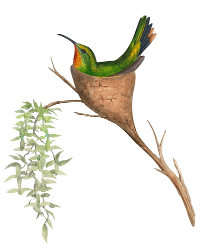 Vintage illustration of a hummingbird sitting in a nest.