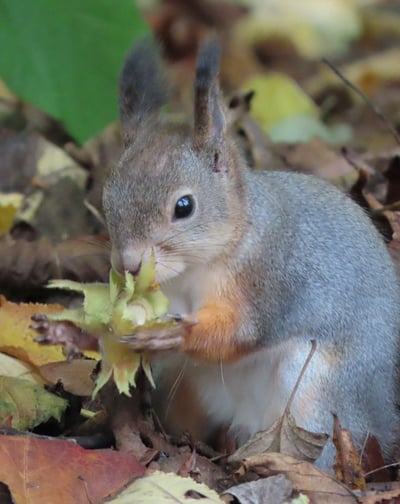 Eichhörnchen in Helsinki