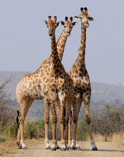 Three giraffes standing on a dirt path in the savanna.