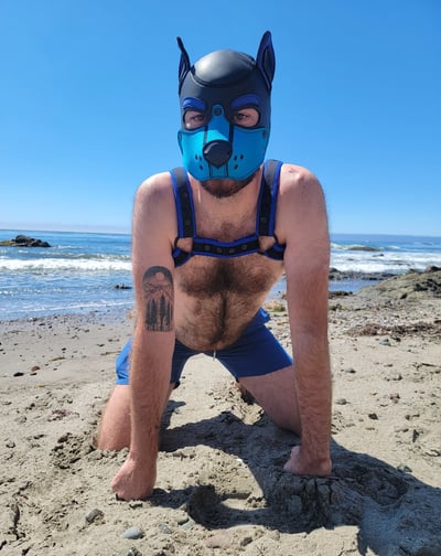 A man on the beach in a pup mask and harness.