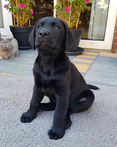 Puppies for Sale 