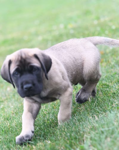 Puppies for Sale 