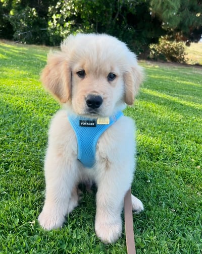 Dogs & Puppies for sale SA - South Africa