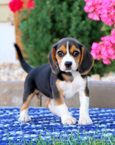 Dogs & Puppies for sale SA - South Africa