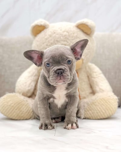 Dogs & Puppies for sale SA - South Africa