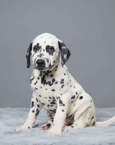 Dogs & Puppies for sale SA - South Africa