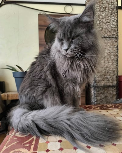 chat Mainecoon male