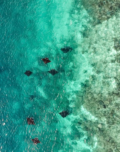 Aerial view of manta rays swimming in clear turquoise water.