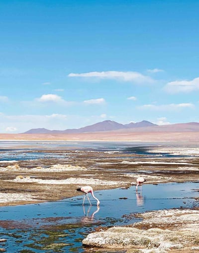 Flamants roses dans une lagune pendant un tour du Salar d’Uyuni, Bolivie.