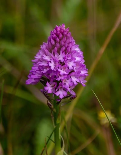 pyramidal orchid