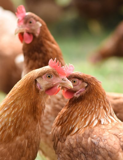 Gallinas
