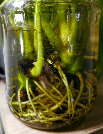 Aglaonema plants rooting in water with seaweed extract rooting hormones