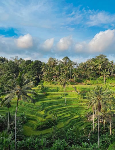 De magnifiques rizières verdoyantes à Ubud, Bali, avec une végétation vibrante et des rangées de cultures bien ordonnées.