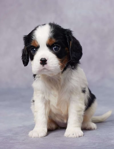 Dogs & Puppies for sale SA - South Africa