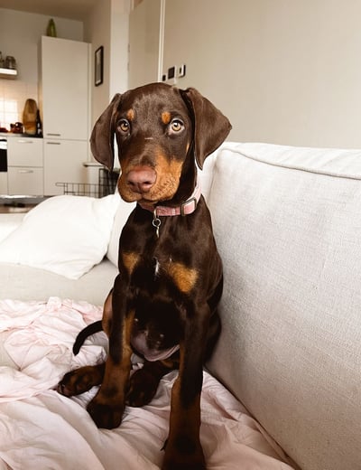Doberman Puppies for Sale