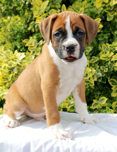 Dogs & Puppies for sale SA - South Africa