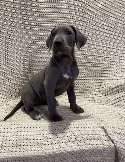 Dogs & Puppies for sale SA - South Africa