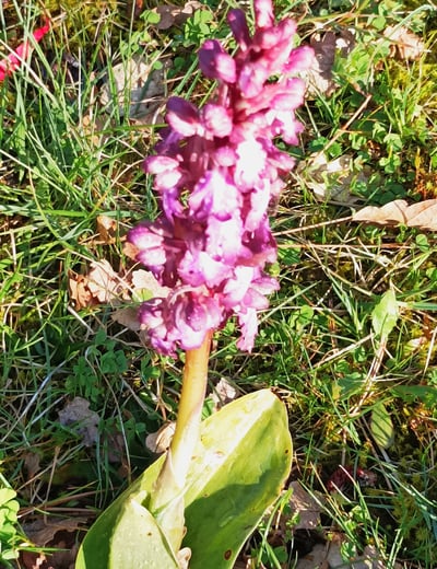 Look carefully for the precious raindrop in this wild orchid.