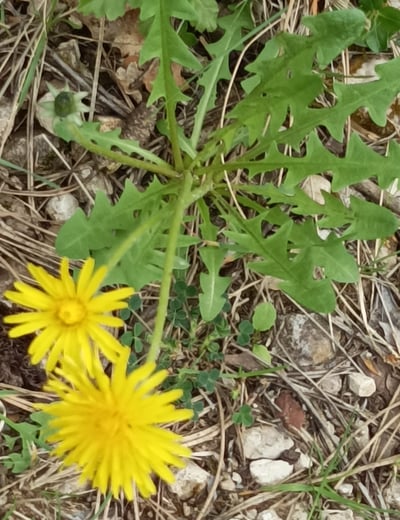 The golden dandelion or pissenlit