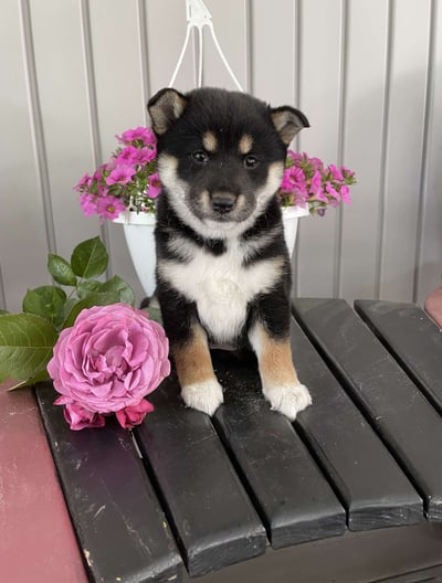 Dogs & Puppies for sale SA - South Africa