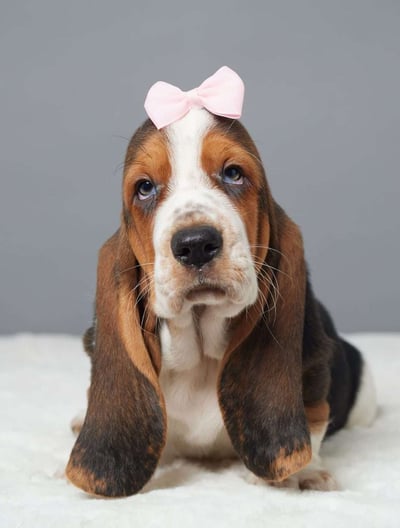 Dogs & Puppies for sale SA - South Africa