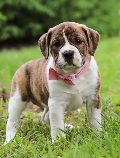 Dogs & Puppies for sale SA - South Africa
