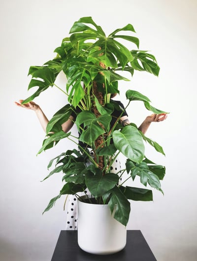 Monstera deliciosa on a moss pole with semi-mature fenestrated leaves
