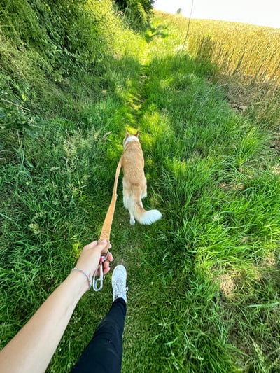 Promenade chien