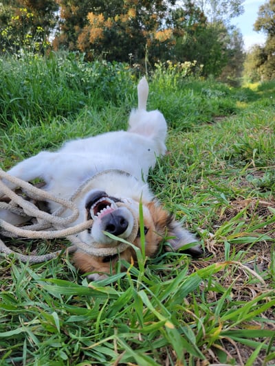 happy dog