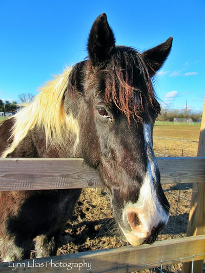 a brown and white horse looking over a wooden fence