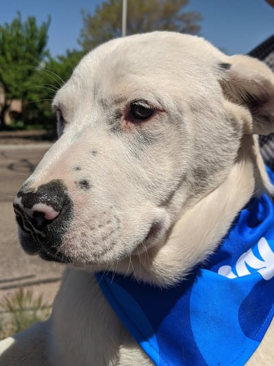 adoptable deaf dog ROLO Labrador Heeler face closeup, Rio Rancho, , New Mexico NM