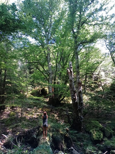 Vue d'une magnifique forêt avec Hêtre au centre et jeune femme le regardant.