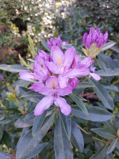 Rhododendron ponticum