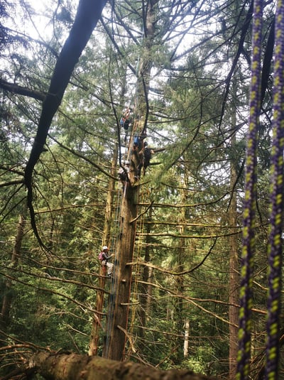 Groupe de jeunes grimpant sur un arbre