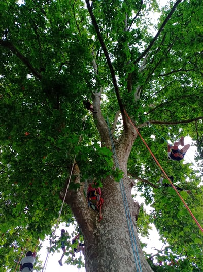 Personnes particpants à une animation Grimpe d'Arbre