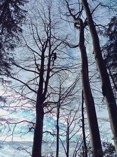 Personne en haut d'un Arbre en hiver.