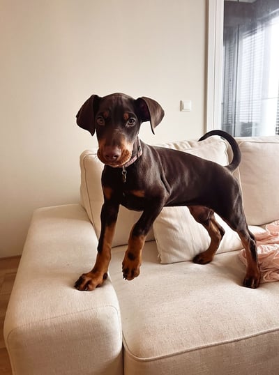 Dogs & Puppies for sale SA - South Africa