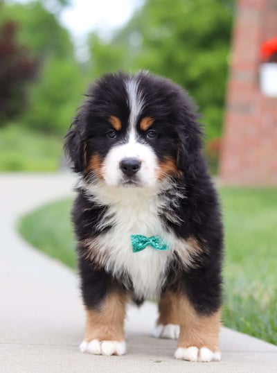 Dogs & Puppies for sale SA - South Africa