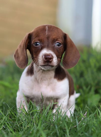 Dogs & Puppies for sale SA - South Africa