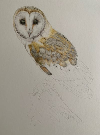 Owl portrait