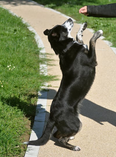 Thor fait le beau !