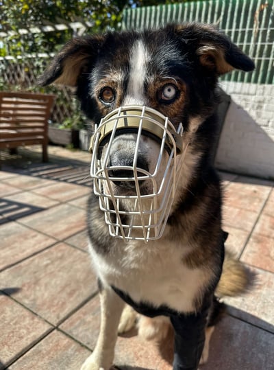 Hund mit Maulkorb - Maulkorbberatung Düren