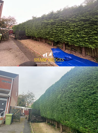 Hedge trimming conifer