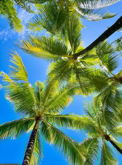 st-regis-bora-bora-palm-trees