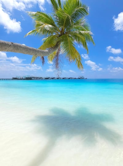 Jumeirah Olhahali Island Maldives palm tree