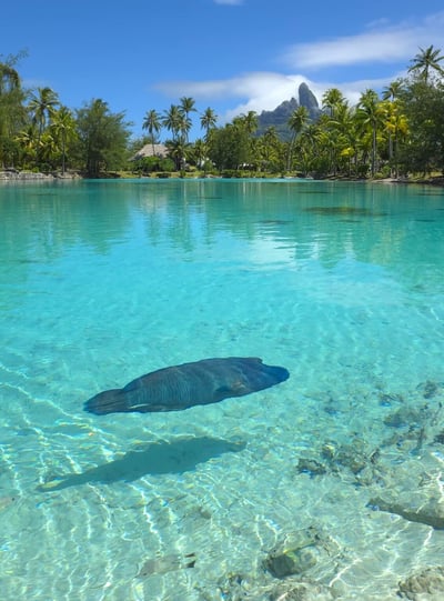 st-regis-bora-bora-lagoonarium-fish