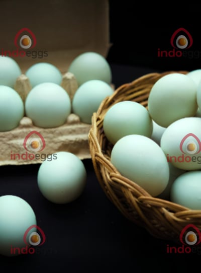 fresh duck egg from free range farm