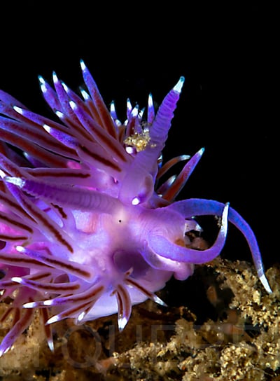 Mollusque nudibranche - Flabelline mauve