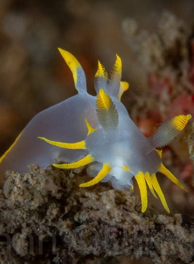 Mollusque nudibranche - Polycéra de cornouaille