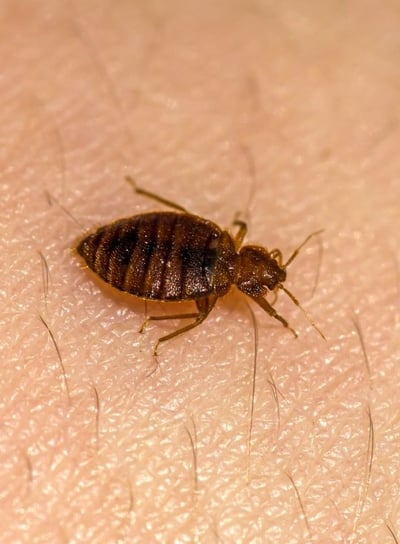 a bed bug crawls on a man's arm